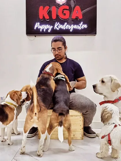 At KIGA Puppy Kindergarten, it's all about positive interactions. Here, a group of Beagles, a Golden Retriever, and a Shih Tzu learn to share space and attention calmly.