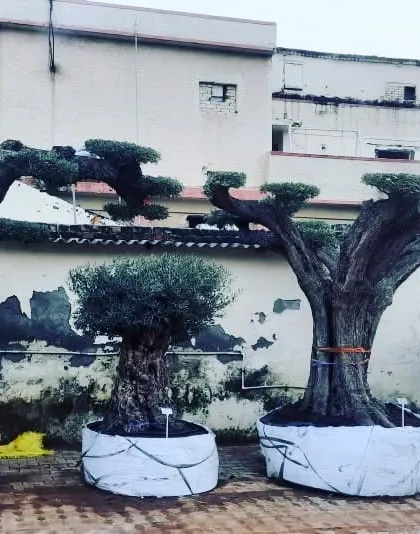 A collection of imported olive bonsai trees, known for their ancient, gnarled trunks. We source national and international varieties.
