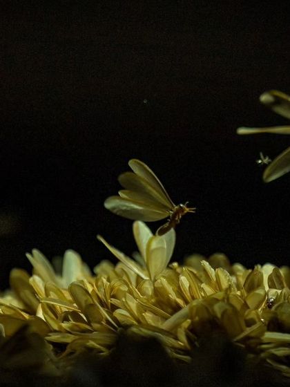Termites in flight above a pile of their fallen comrades. This is a crucial, if risky, part of their life cycle.