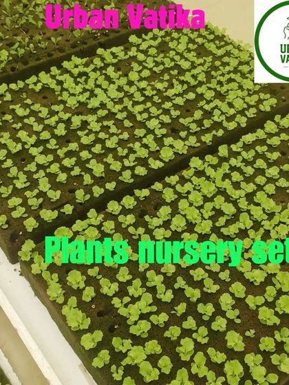 We create dedicated nursery setups for hydroponic plants to ensure a healthy start.