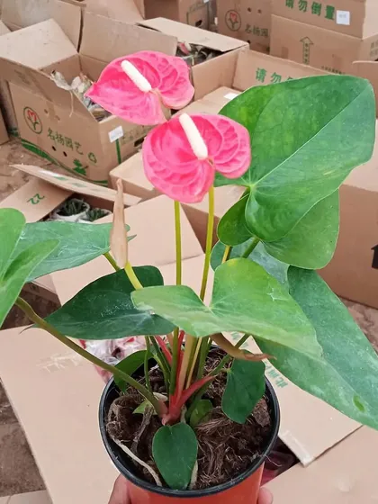 A flowering Anthurium plant, also known as a Flamingo Flower, which provides long-lasting, colorful blooms indoors.