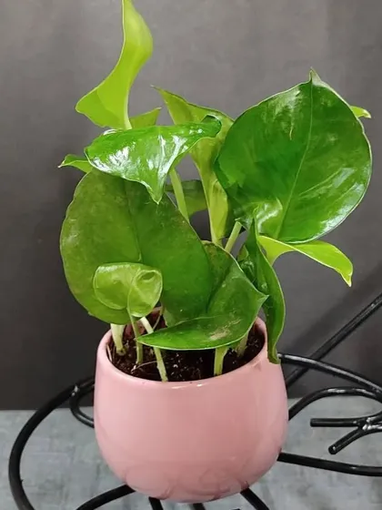 A close-up of a Golden Pothos in a soft pink ceramic pot. The combination of glossy green leaves and the pastel pot creates a charming look.