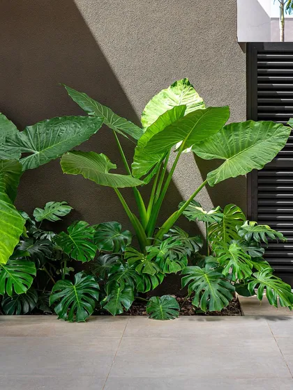 A composition of lush foliage against a dark wall. The interplay of light and shadow highlights the varied green tones and textures of the tropical plants, creating a dynamic and visually interesting corner.