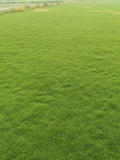 Another example of a large-scale lawn project. The grass is vibrant green and provides a uniform, carpet-like appearance.