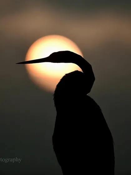 A bird with a snake-like form, wrapped and lost in the heart of the fading Sol. This is a moment of pure, unscripted magic at the water's edge.
