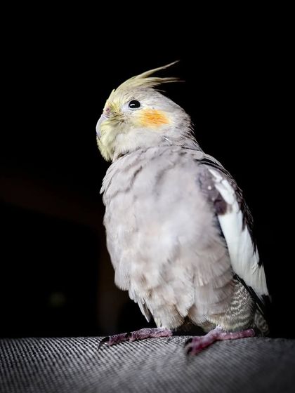 Momo strikes a noble pose against a dark background. This kind of lighting creates a dramatic, studio-quality portrait that highlights his elegant silhouette.