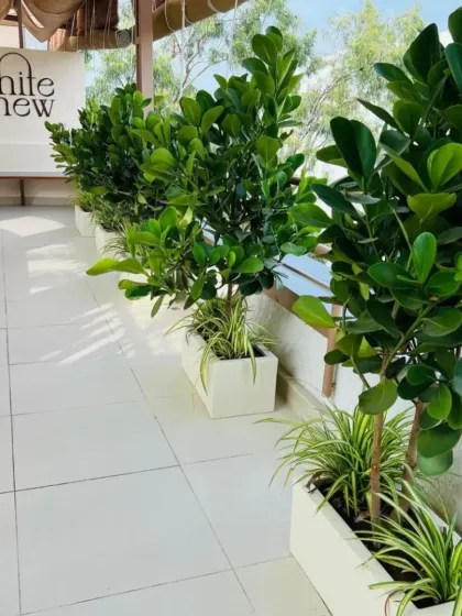 For 'The White Cashew' cafe, we lined the balcony with Ficus plants in clean white planters. This design choice creates a refreshing and inviting atmosphere for diners and enhances the establishment's curb appeal.