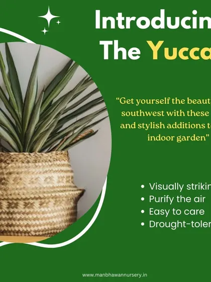 The Yucca plant brings the beauty of the southwest right into your home. It's visually striking, drought-tolerant, and an excellent air purifier, making it a hardy and stylish choice for any indoor garden.