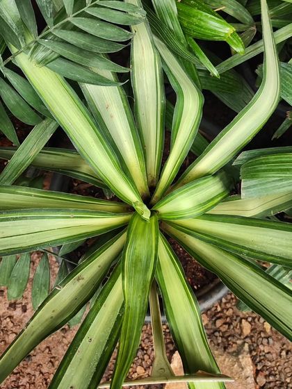 The striking variegation on this Dracaena makes it a standout plant. It's one of the many variegated options you can find at our Horamavu nursery.