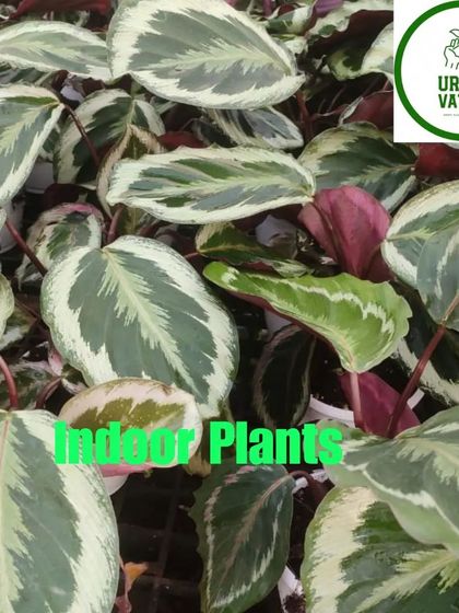 A Calathea with beautiful white edges on its leaves.