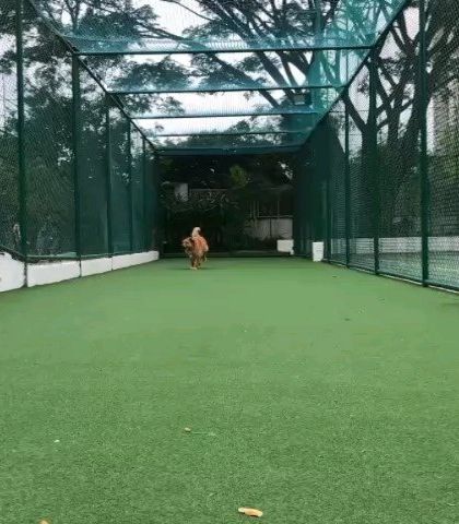 Pawsitively Purrfect - Pet Adoption Services Gentle Giants Ready for a Home photo 6