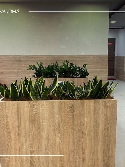 Paudha - Commercial Biophilic & Interior Design Wellness & Healthcare Spaces photo 3