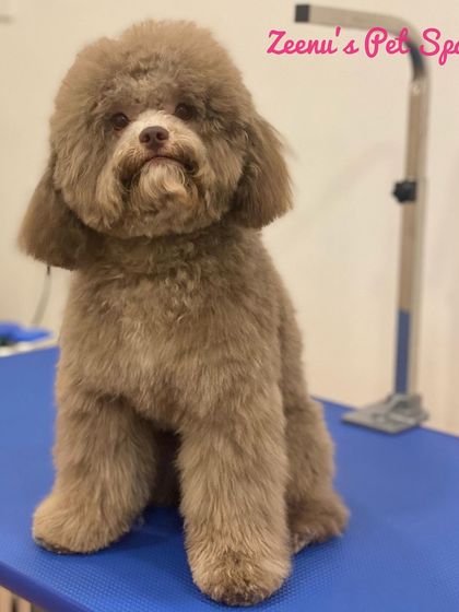 Zeenu's Pet Spa - Dog Grooming & Spa We Love All Breeds photo 6