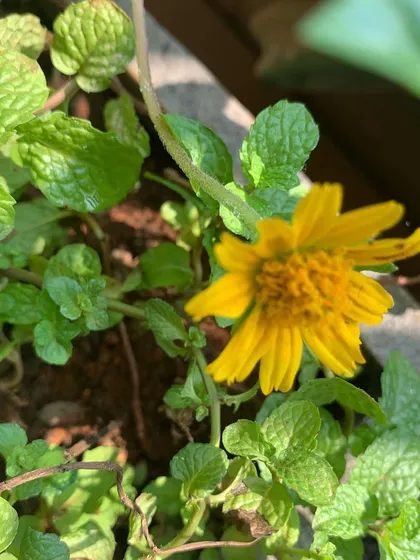 A cheerful yellow wedelia flower peeking through a patch of fresh mint, showing how different plants can coexist beautifully.