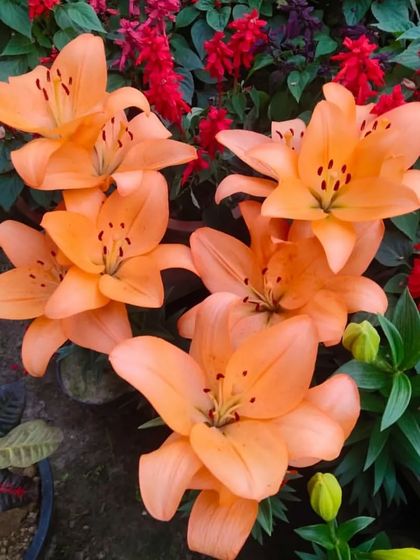A beautiful cluster of orange Asiatic Lilies. These can be grown in pots on a balcony or in a garden to add a touch of elegance.
