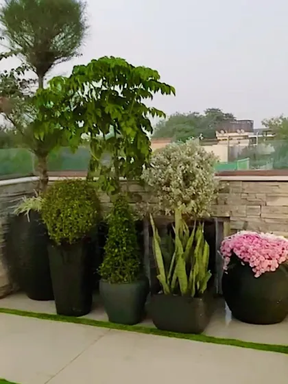 This terrace garden corner showcases a variety of plant forms and textures. From tall, slender trees to bushy shrubs and flowering plants, the arrangement in dark, modern planters creates a sophisticated and diverse green space.