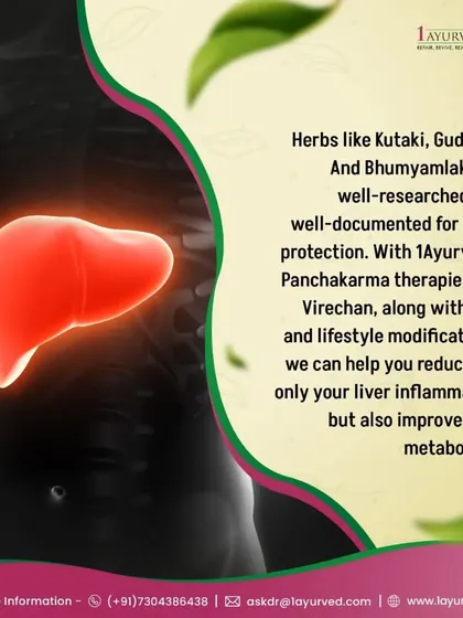 For liver health, we use well-researched herbs like Kutaki, Guduchi, and Bhumyamalaki. Combined with Panchakarma therapies like Virechana and lifestyle modifications, we can reduce liver inflammation and improve your overall metabolism.