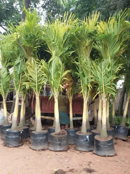 A group of Areca Palms being prepared for delivery. These popular palms are great for creating privacy screens or adding a tropical touch to patios.