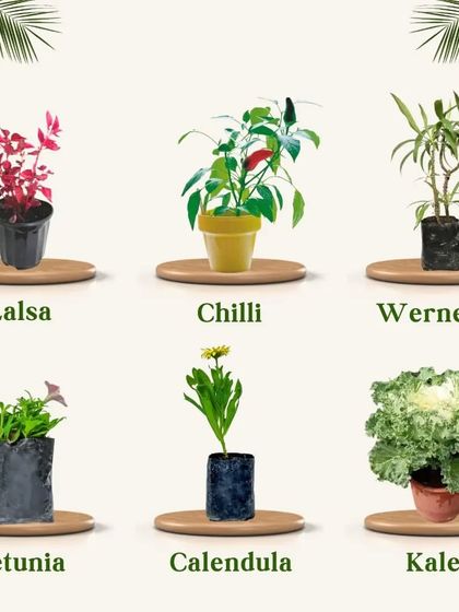 Creating a beautiful garden doesn't have to be expensive. I offer a wide selection of affordable plants, including colorful options like Lalsa, Petunia, and Calendula, so you can add a splash of color to your space on any budget.