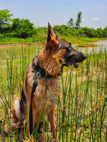 A collection of portraits of my handsome, goofy, and majestic German Shepherd, Theo. He is my constant inspiration and the heart of my work.