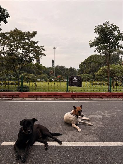 Sujith Kumar - Running & Fitness Coaching My Paw Friends photo 25