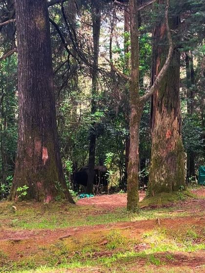 Spot the bison! We were lucky to see a herd of bison during our walk in the Cairn Hill forest.