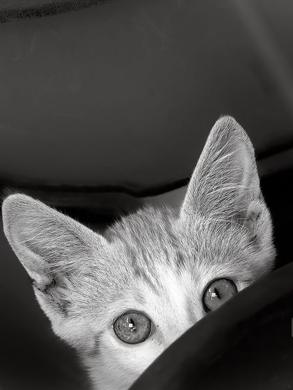 A curious kitten peeking out from a hiding spot. This black and white shot captures the playful and mysterious nature of cats in their own territory.
