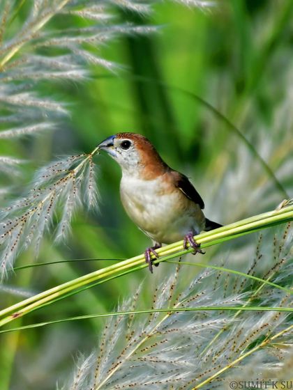 A closer view of the Indian Silverbill with its chosen piece of nesting material, ready to contribute to its home.