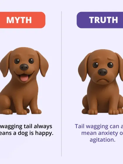 CarryMyPet - Pet Travel & Parenting Consultation Pet Parenting & Wellness photo 9