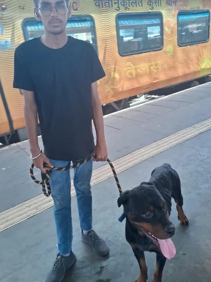 Relocating a beautiful Rottweiler by train from Delhi to Banaras. I handle all breeds, big or small, and manage all the logistics for rail travel.
