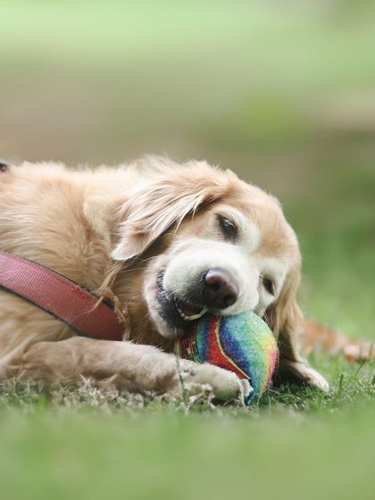 WoofWoof Stories - Pet & Family Photography Outdoor Adventures photo 8