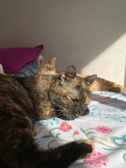 My two girls, Yoda and Storm, sharing a nap. It took time for them to bond, but now they're inseparable.
