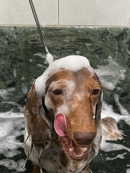 Peanut the Dachshund enjoying a soapy bath. We make sure even bath time is a pleasant experience, with lots of gentle scrubbing and care.