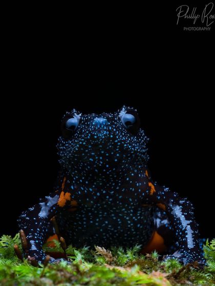 A frontal view of the Galaxy Frog, its body dotted with blue spots like a starry night sky.