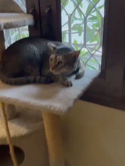 Ziggy perched on the cat tree, another favorite spot for watching the world go by.