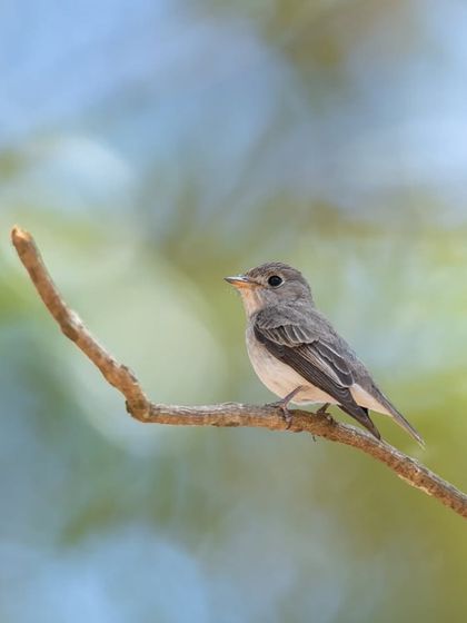 An Asian Brown Flycatcher perched on a branch at K Gudi, where we counted over 19 species of birds right around the lodge.