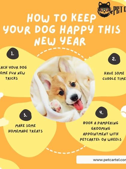 Pet Cartel - Mobile Pet Grooming Pet Care Products & Advice photo 8