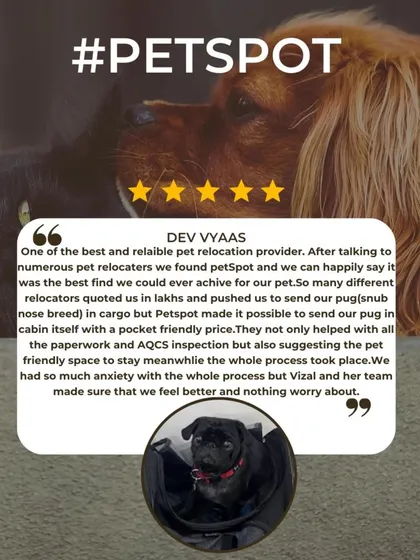Dev Vyaas highlights how I made it possible for his pug to fly in-cabin at a pocket-friendly price, when other relocators quoted lakhs for cargo. I always strive to find the best and most affordable solution.