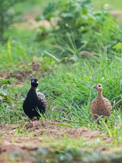 The Black Francolin pair, a final look before they disappear back into the undergrowth.