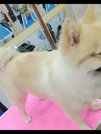Pet Grooming