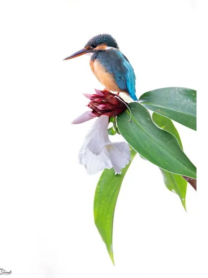 A high-key portrait of a female Common Kingfisher in Singapore. I used the bright, overcast sky as a natural white background to isolate her vibrant colors and the delicate details of the flower she perched on, creating a clean, minimalist wildlife photograph.