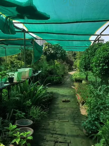 Welcome to my nursery. This is where I grow and care for thousands of plants. Having my own nursery means I can provide you with healthy, strong plants at a good price, for both indoor and outdoor needs.