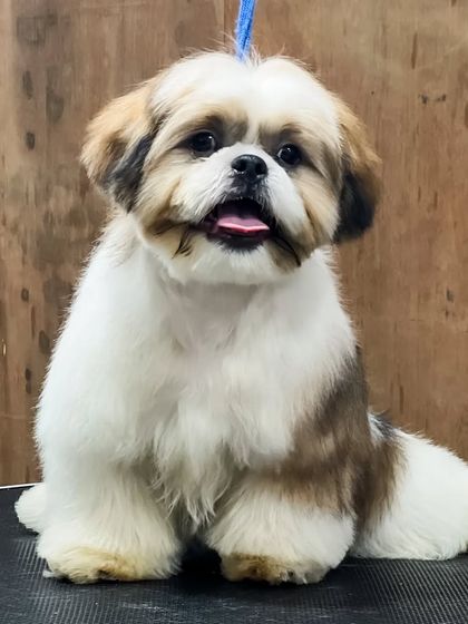 Pets Forever - Full Service Dog Grooming Shih Tzu Styling: My Specialty photo 23