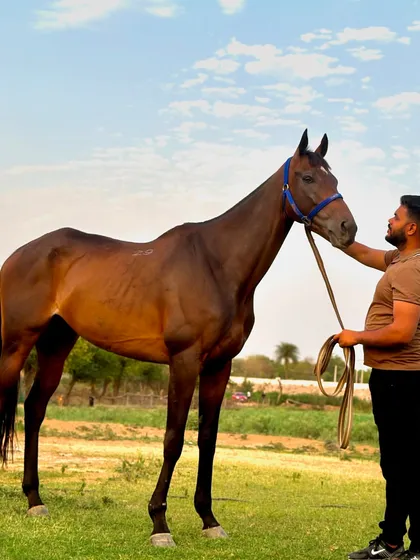 Welcoming a new friend to the herd. This beautiful horse is one of the newest additions to our growing family at Canterwoods.