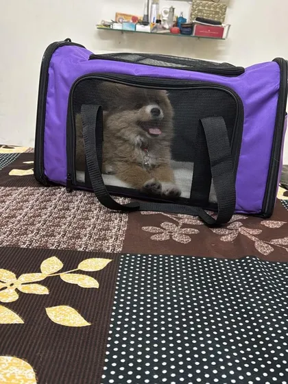 Teddy getting comfortable in his travel bag before his flight to Canada. Crate and carrier training is essential, and I help pets see their travel space as a safe den.