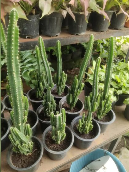 A batch of Fairy Castle Cacti at the nursery. Their branching shape resembles the turrets of a castle.