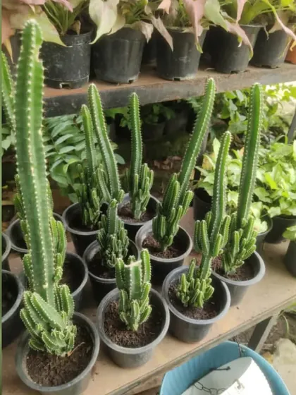 A batch of Fairy Castle Cacti at the nursery. Their branching shape resembles the turrets of a castle.