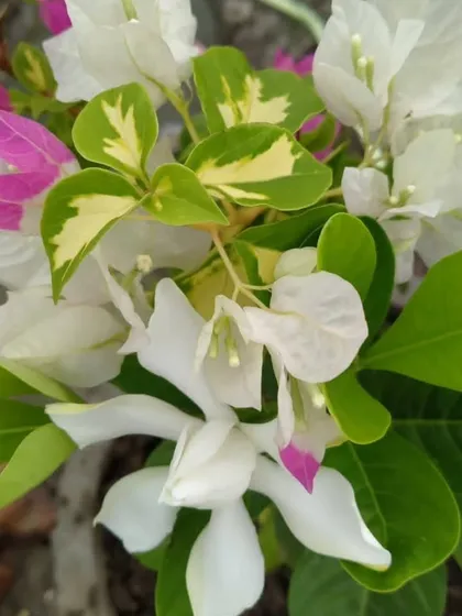 A unique Bougainvillea with variegated leaves and white and pink flowers. This adds both color and interesting foliage to your garden.