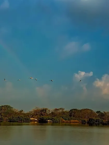 A wider landscape view of the flamingos flying under the rainbow. The scene captures the full context of the mangrove habitat, the sky, and the birds, telling a complete story of this magical morning.