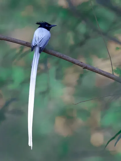 The magnificent Indian Paradise Flycatcher, with its elegant white streamers, perched gracefully. This print captures the ethereal beauty of one of India's most sought-after birds for photographers.